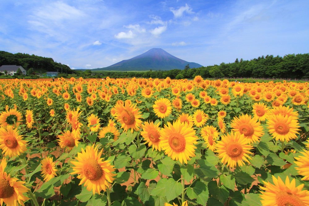 山中湖の花の都公園は1.5km 山中湖の花の都公園は1.5km